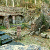 torniella